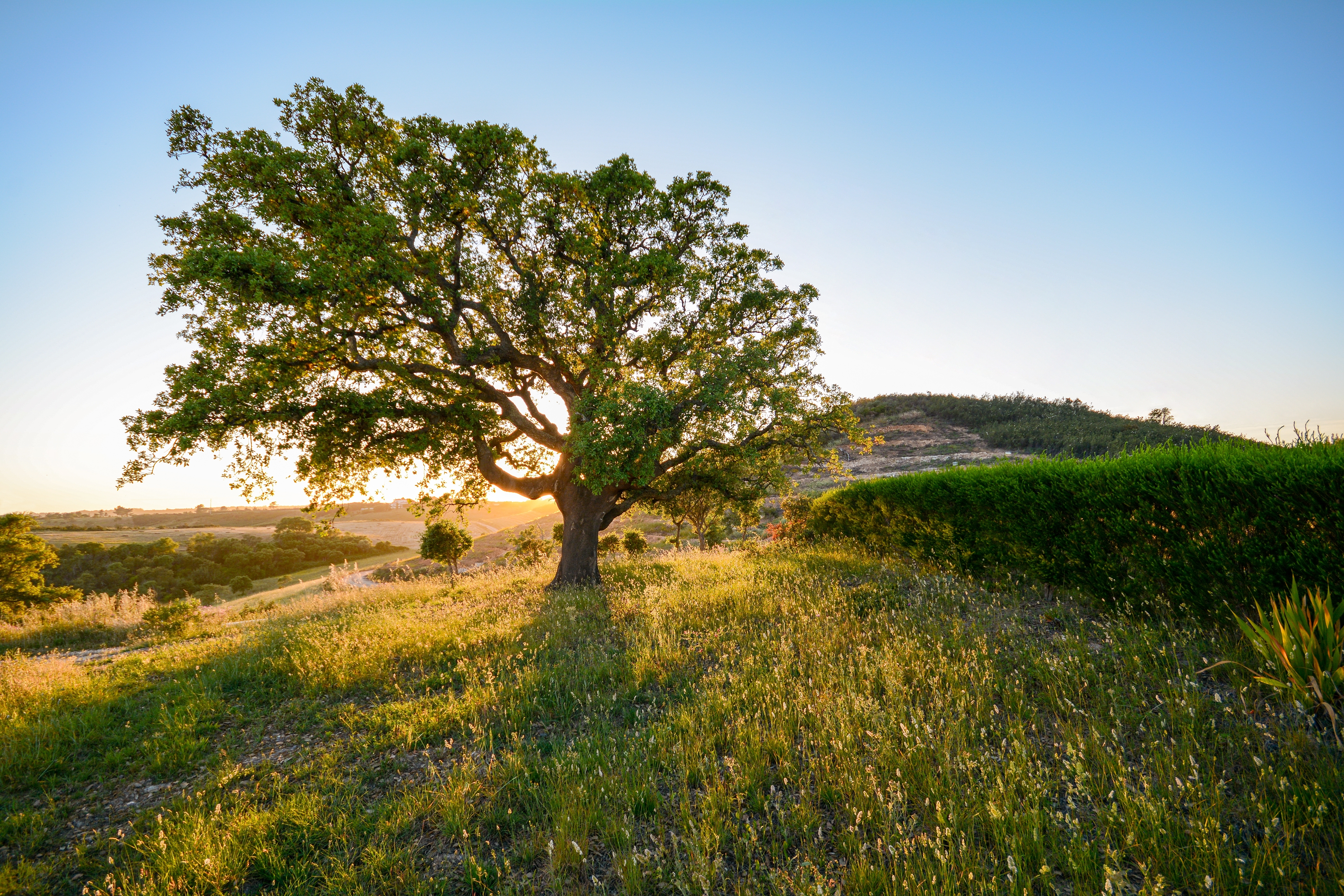 Gammelt korkeg træ i gyldent solnedgangslys i Alentejo regionen Portugal