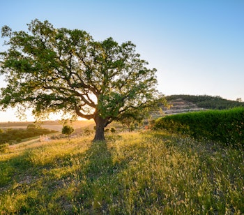 Gammelt korkeg træ i gyldent solnedgangslys i Alentejo regionen Portugal