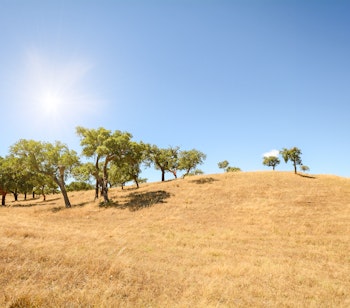 Portugisisk landskab med korkegstræer på gyldne marker under blå himmel