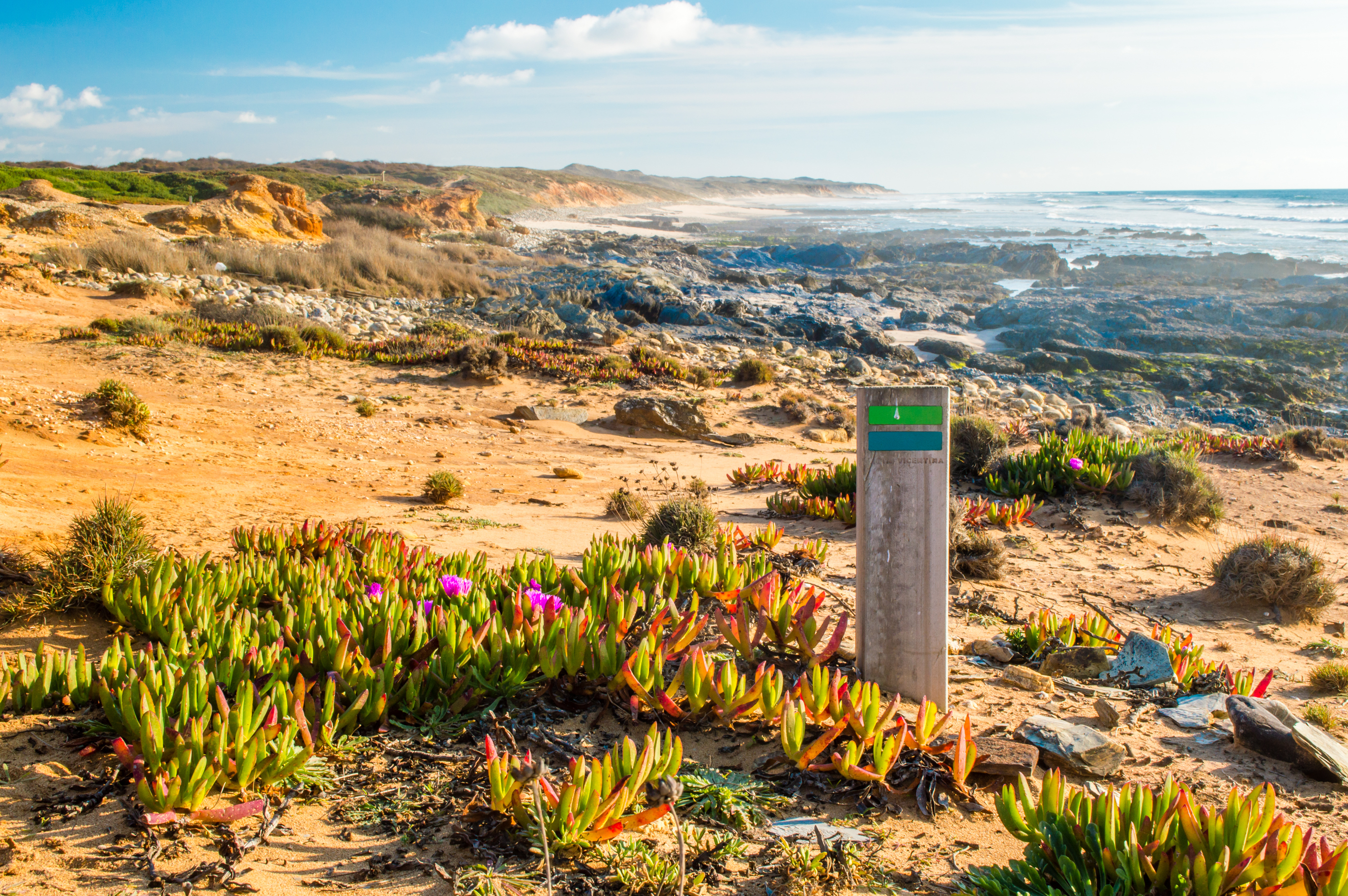 Kyststi markering med lilla vilde blomster langs dramatiske portugisiske klipper med udsigt over Atlanterhavet