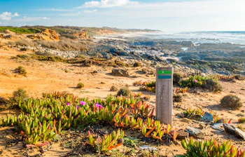 Kyststi markering med lilla vilde blomster langs dramatiske portugisiske klipper med udsigt over Atlanterhavet