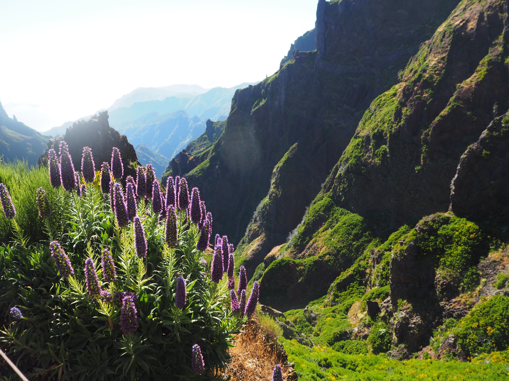 Pico do Arieiro med blomster