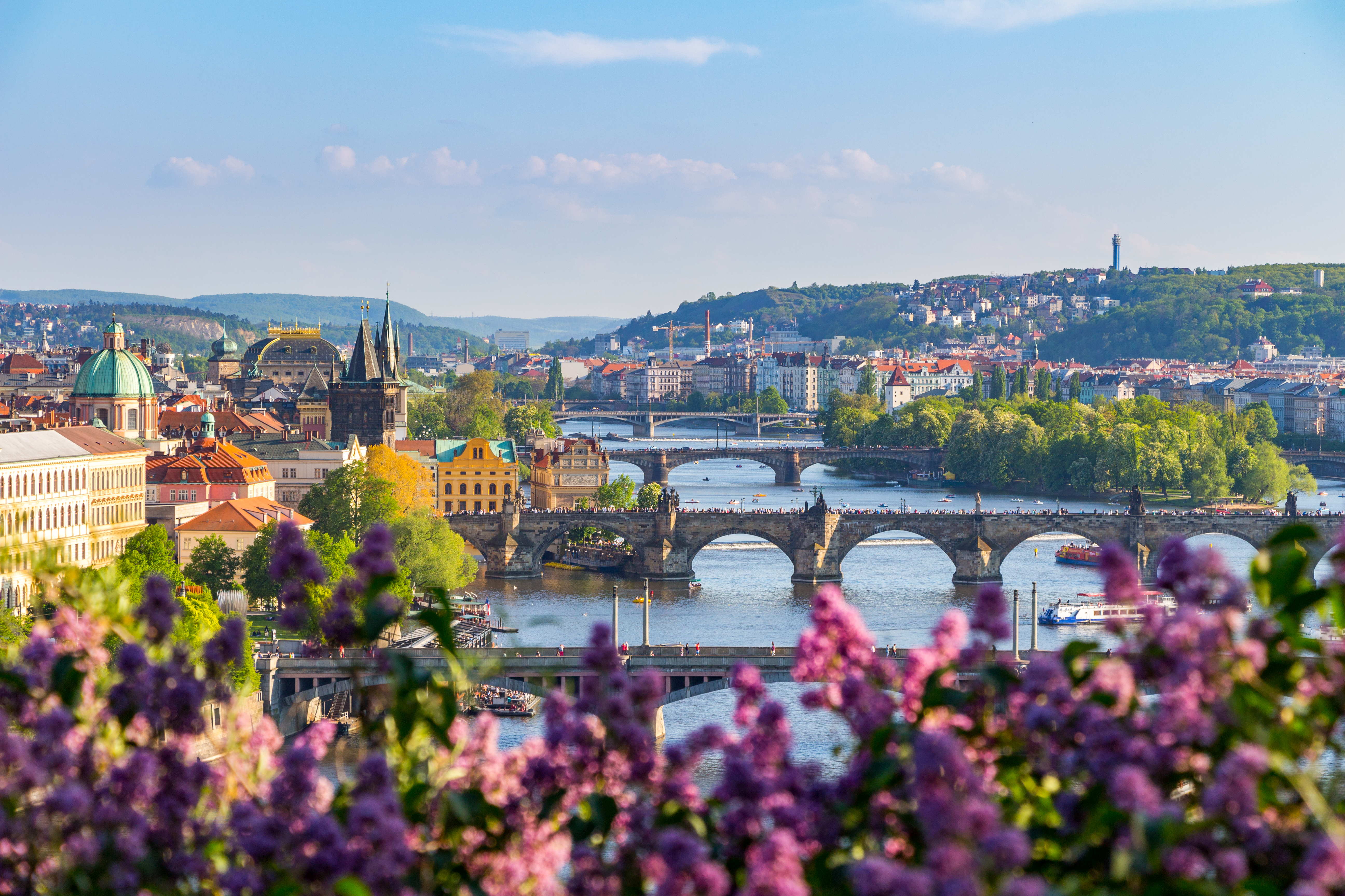 Forårsblomstrende syrener med udsigt over Karlsbroen og Vltava-floden i det historiske Prag