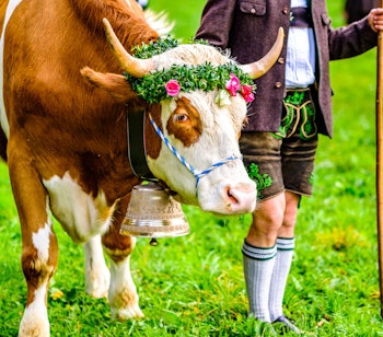 Festligt pyntet ko med blomsterkrans og klokke under den traditionelle Almabtrieb-festival i Tyrol, hvor kvæget vender tilbage fra alperne om efteråret