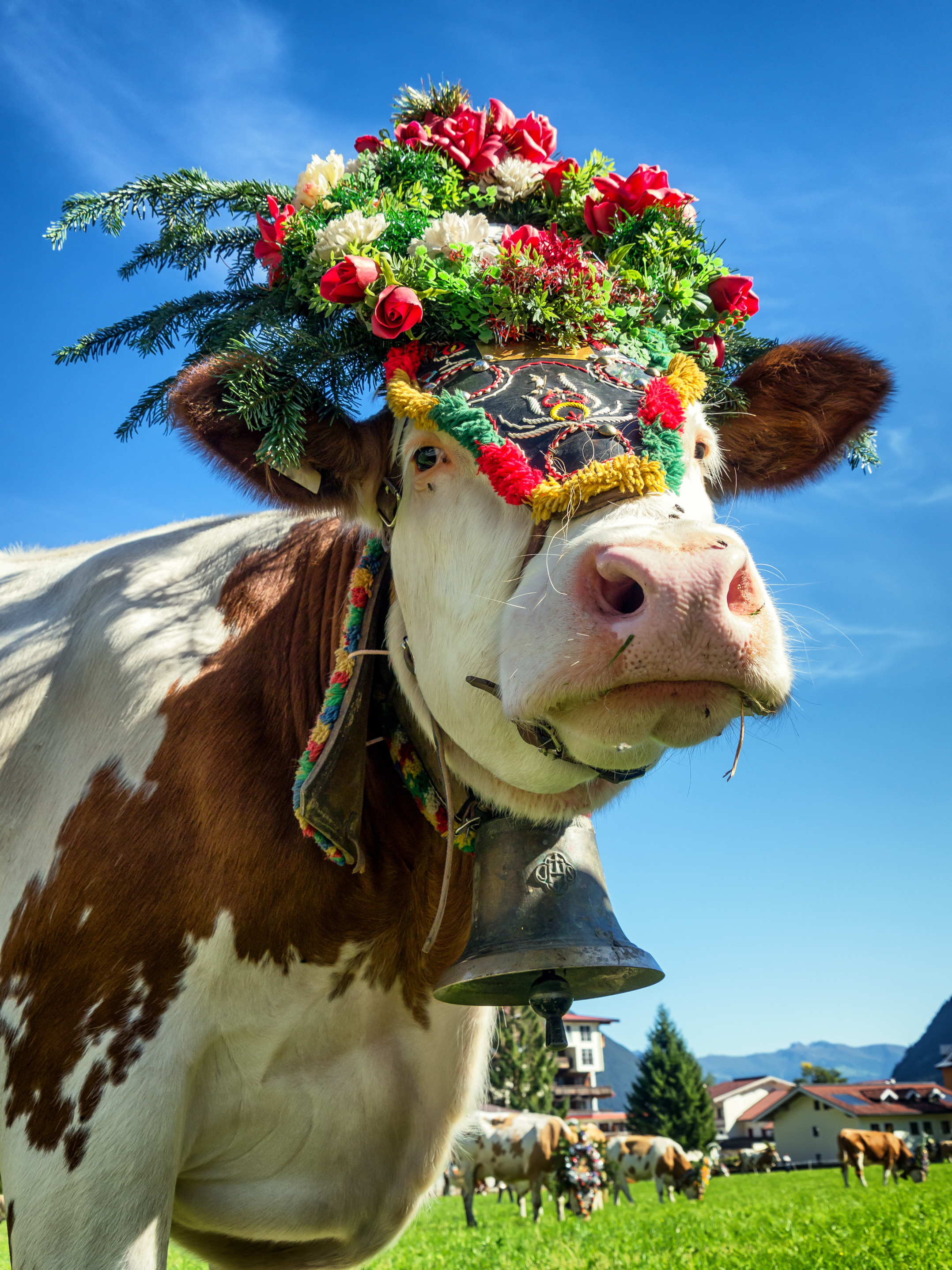 Pyntet ko med blomsterkrone og kobjælde på alpeng græsgang under traditionel festival