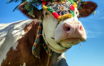 Pyntet ko med blomsterkrone og kobjælde på alpeng græsgang under traditionel festival