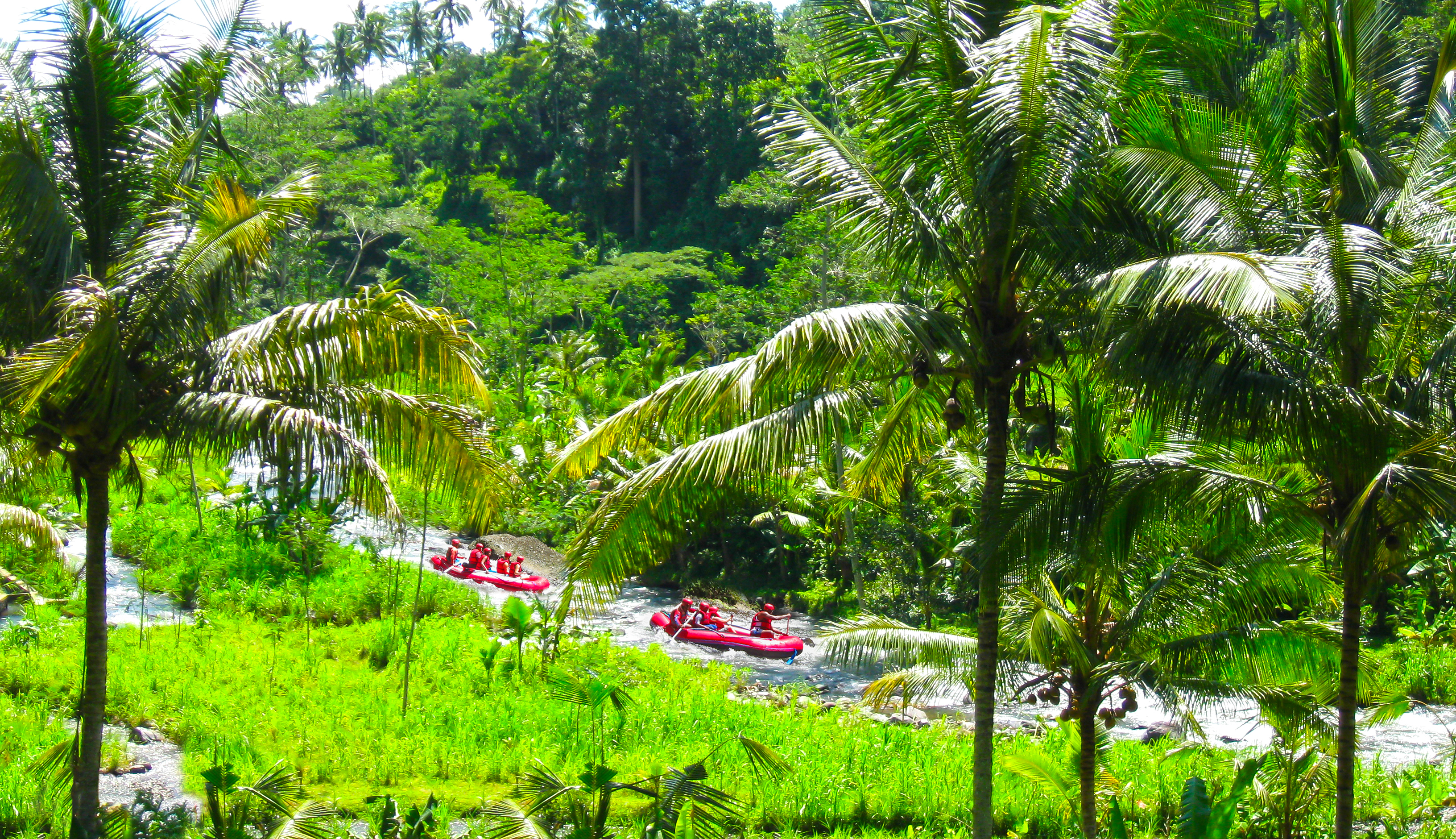 Spændende rafting på Ayung-floden omgivet af frodige palmer i Ubud på Bali, Indonesien