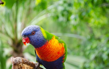 Farverig regnbuelorikeet med blåt hoved og orange bryst sidder på en gren i Australiens frodige regnskov