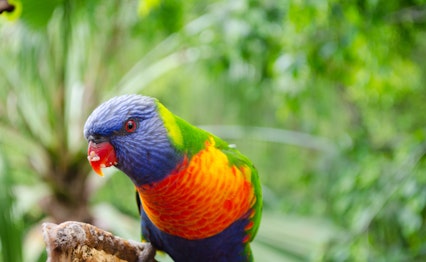 Farverig regnbuelorikeet med blåt hoved og orange bryst sidder på en gren i Australiens frodige regnskov