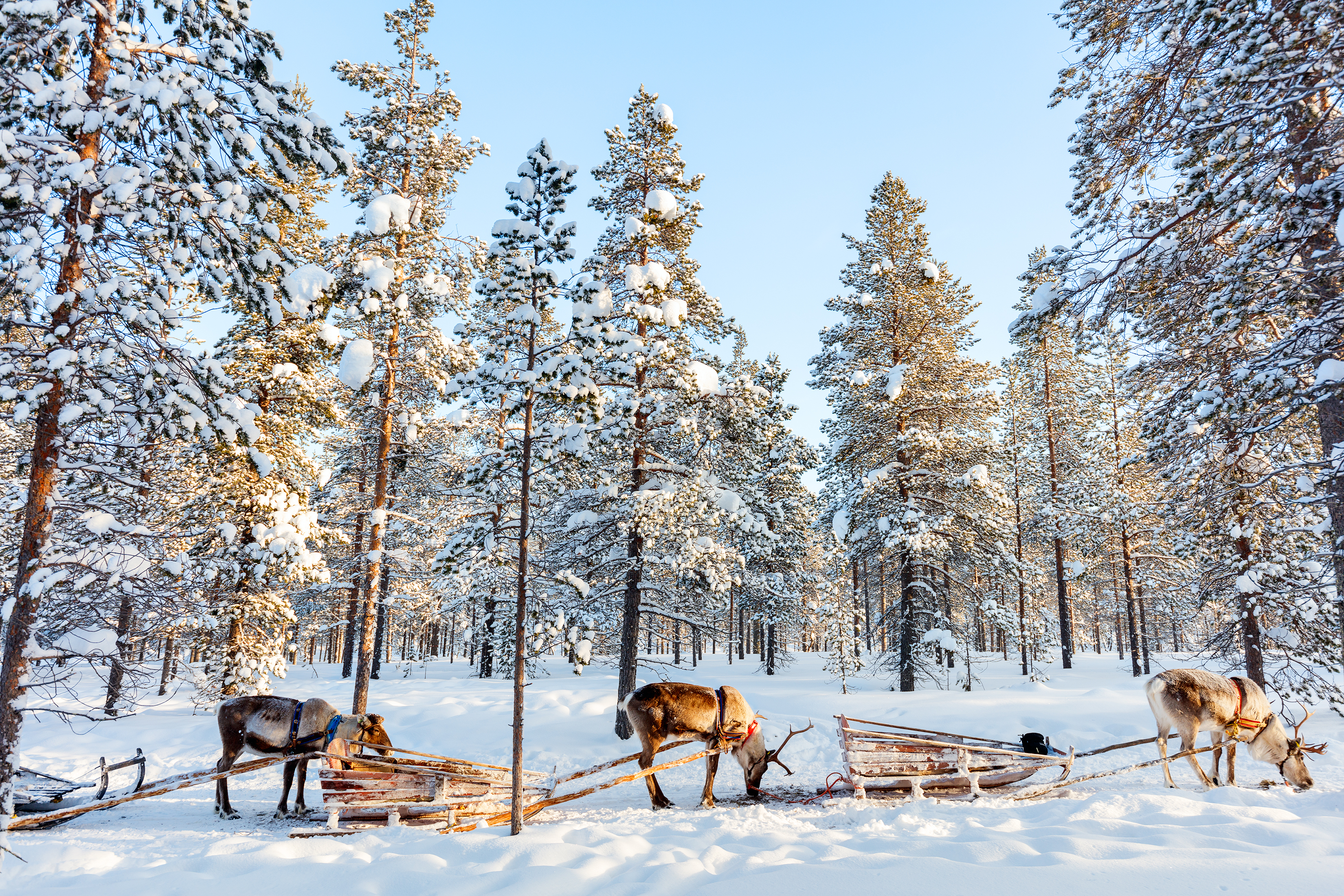 Vilde rensdyr med traditionelle træslæder i en snedækket skov i finsk Lapland, der viser den uberørte vinter natur i det nordlige Finland