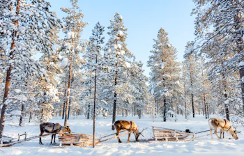 Vilde rensdyr med traditionelle træslæder i en snedækket skov i finsk Lapland, der viser den uberørte vinter natur i det nordlige Finland