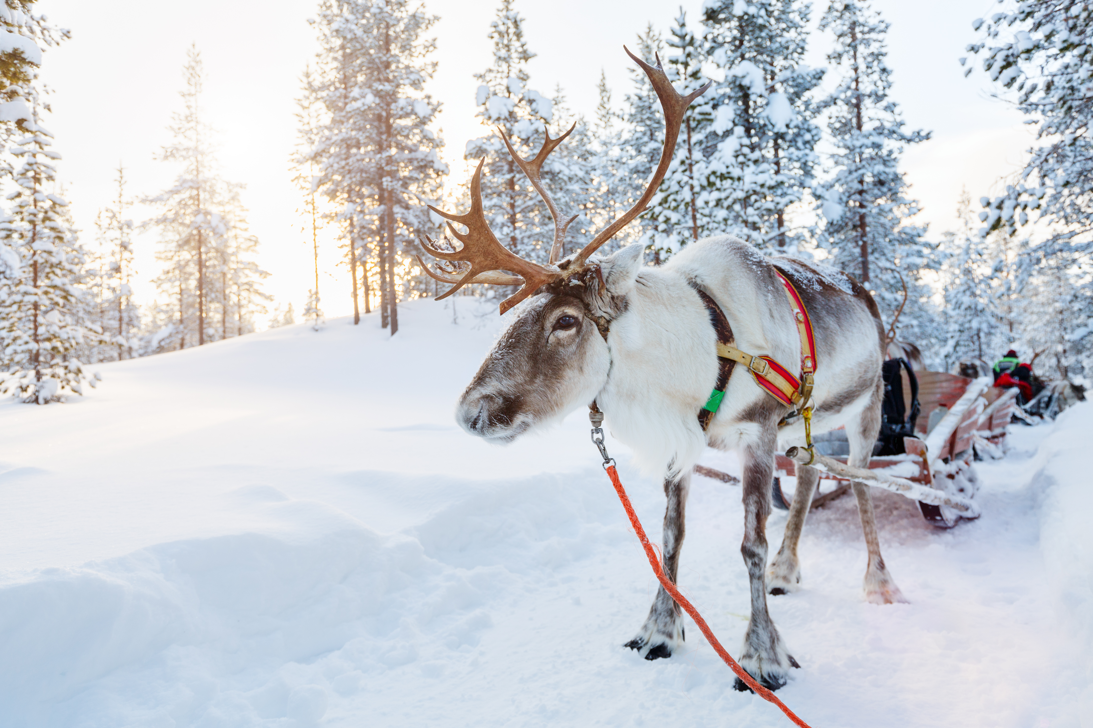 Rensdyr trækker slæde gennem snedækket skov i Lapland Finland om vinteren
