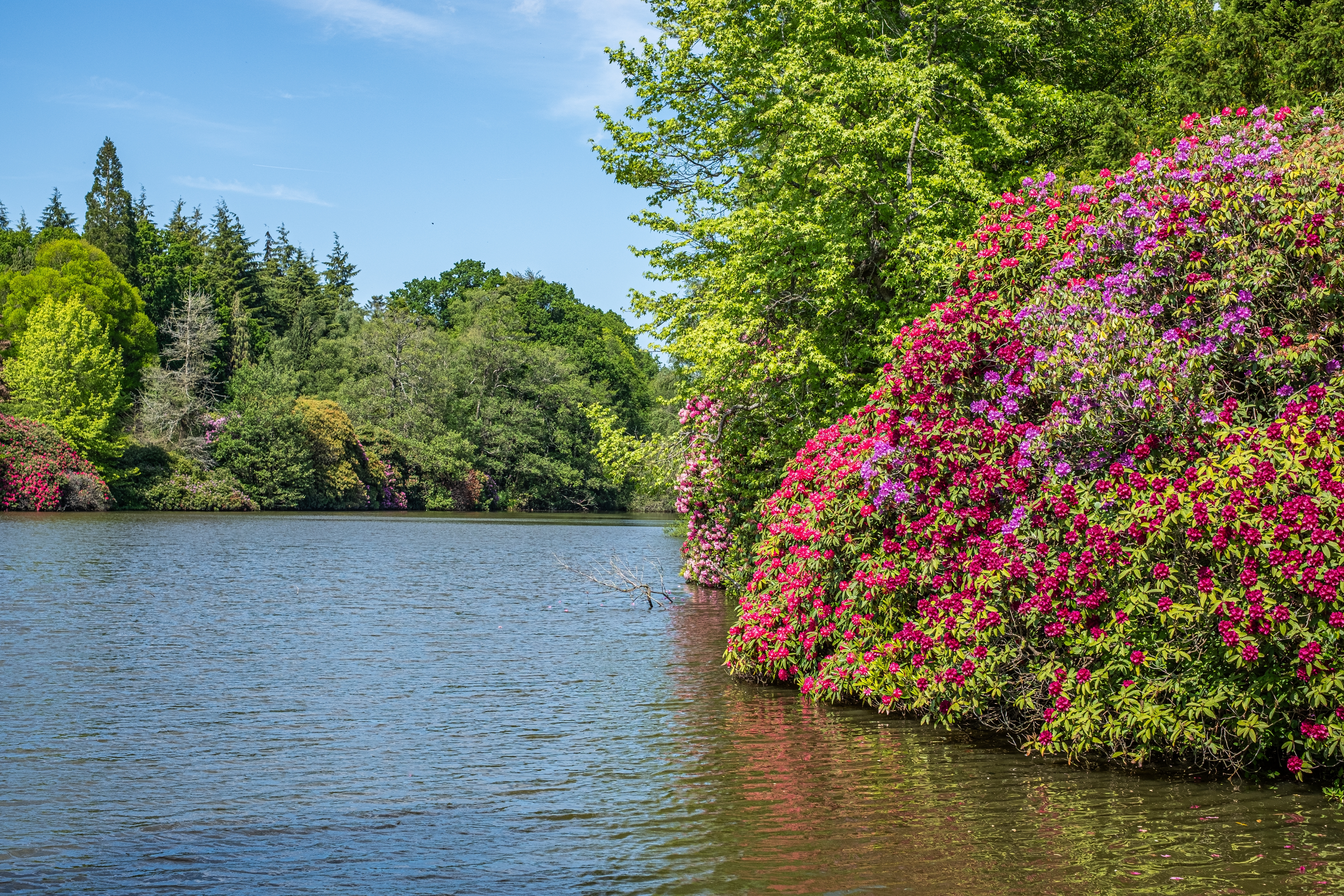 Farverige rhododendron-buske i lyserødt og lilla langs den fredfulde sø i Leonardslee Gardens, Sussex, omgivet af frodig grøn natur og blå himmel