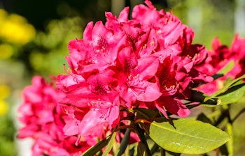 Strålende rød Nova Zembla Rhododendron i fuld blomst, med klynger af livlige magenta trompetformede blomster mod grønt løvværk