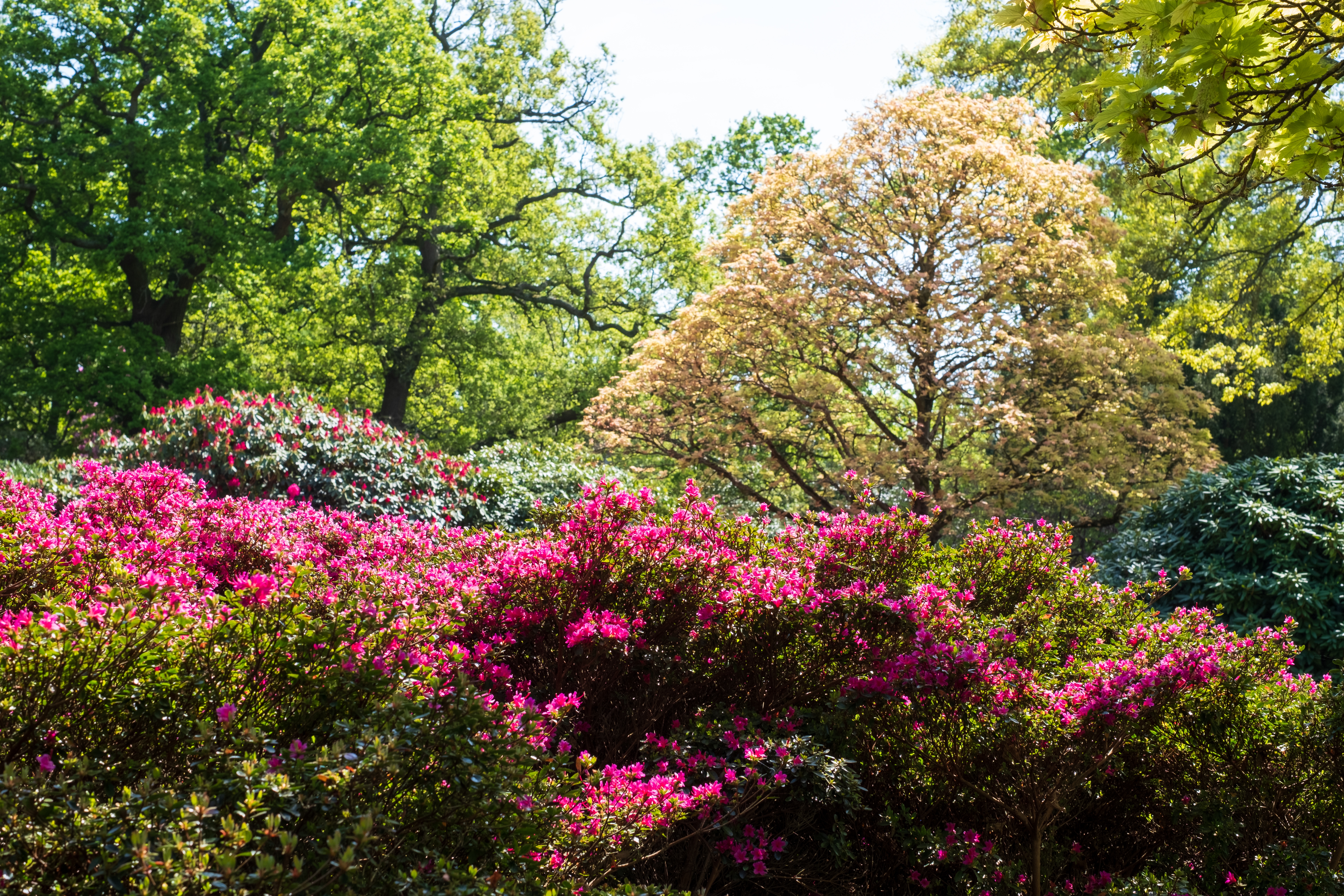 Smukke lyserøde rhododendron blomster i fuld blomstring ved Temple Gardens i Langley Park, Buckinghamshire, England, omgivet af grønne træer om foråret