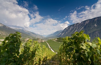 Malerisk sommerudsigt over Rhônedalens frodige vinmarker, der strækker sig over bakkerne med majestætiske bjerge i baggrunden under en klar blå himmel i Frankrig