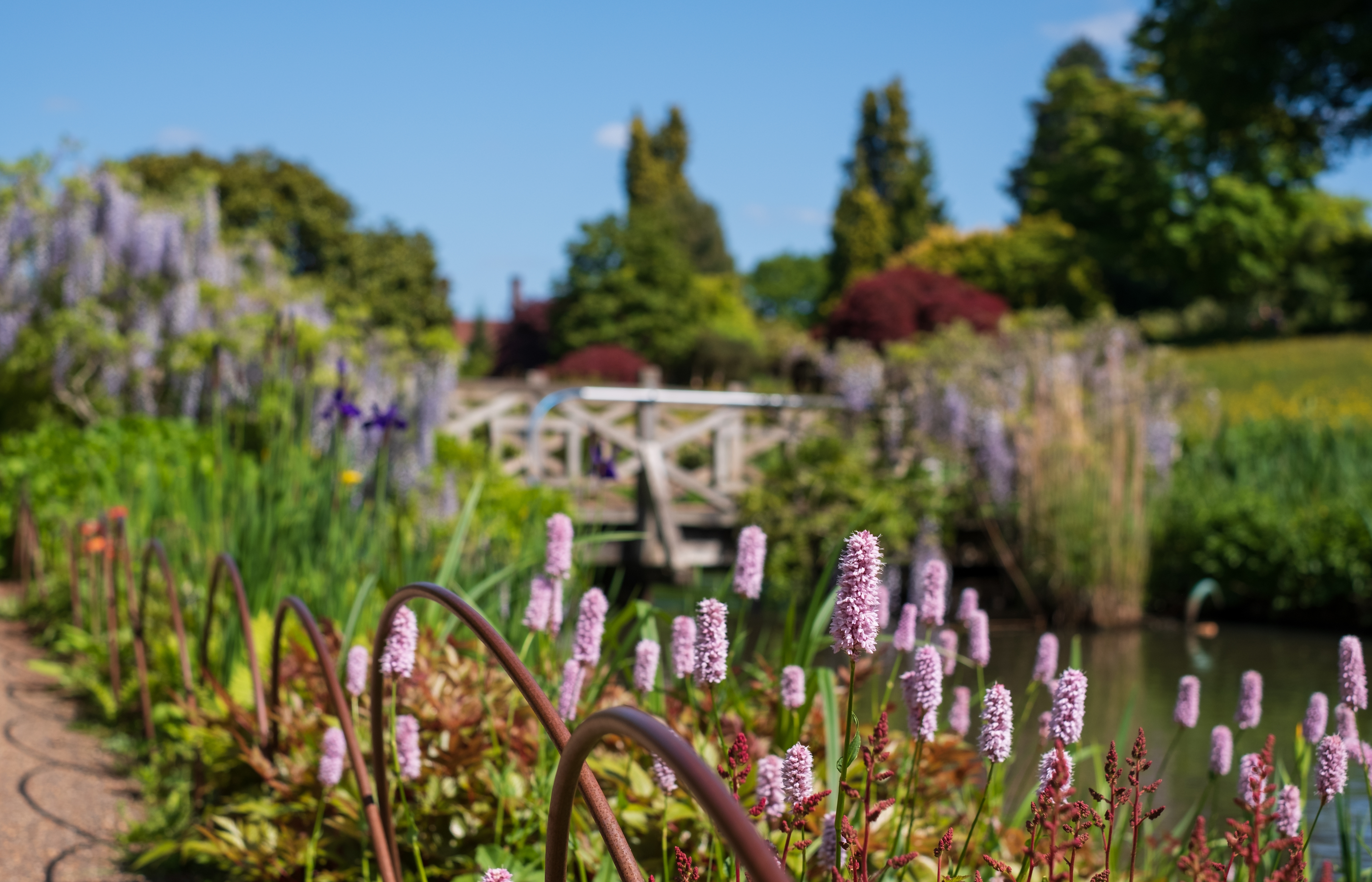 Lyserøde Bistort-blomster ved vandløbet i RHS Wisley Have i Surrey, England, med en træbro dækket af blåregn i baggrunden
