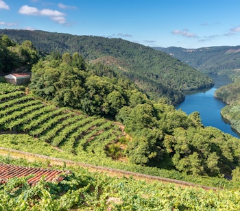 Smukke terrasserede vingårde med udsigt over Miño-floden i Ribeira Sacra vinregion, Galicien Spanien
