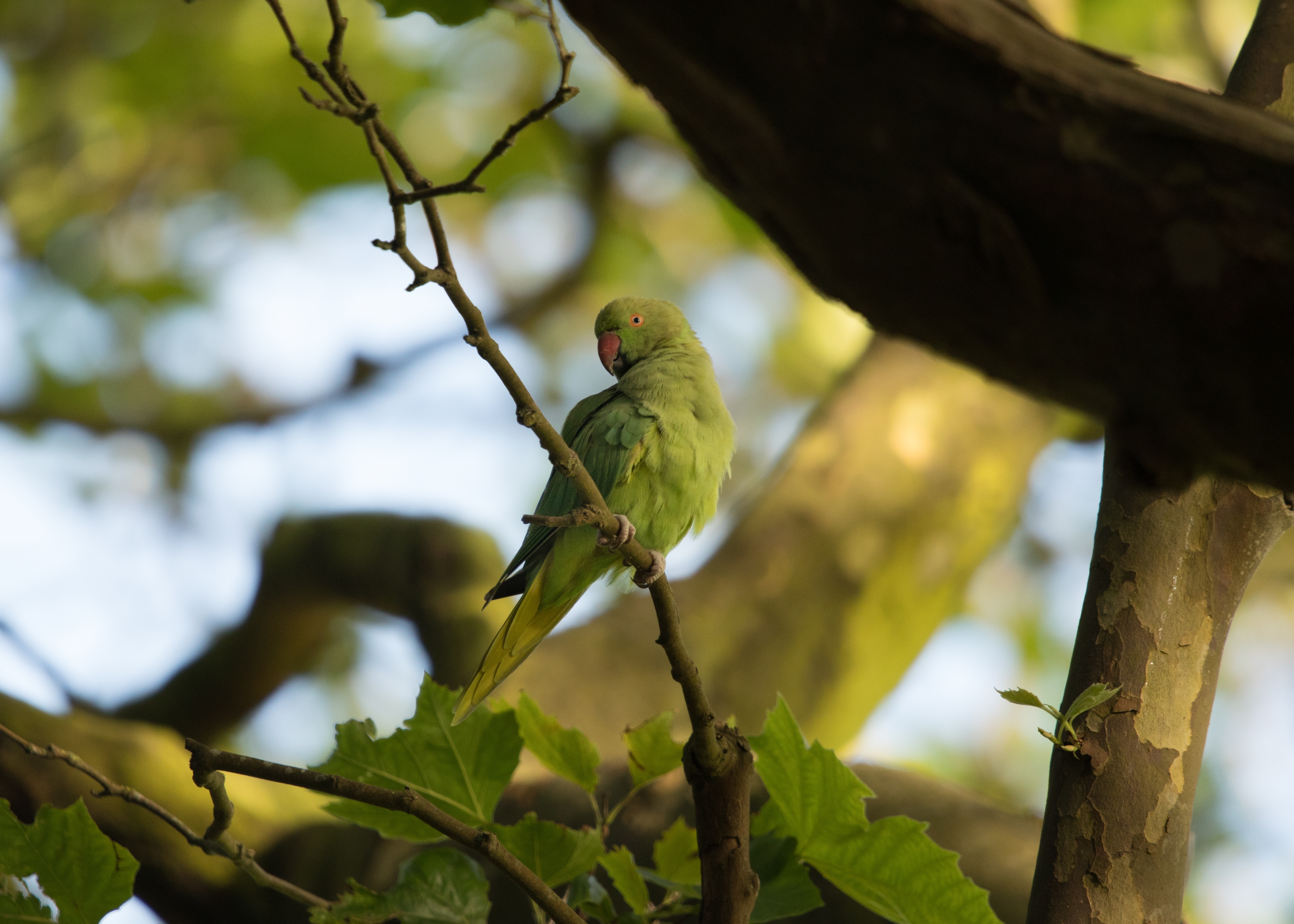 Farverig grøn ringhalset parakeet i efterårsløvet i Sefton Park, et af Liverpools overraskende naturområder med eksotisk dyreliv midt i byen