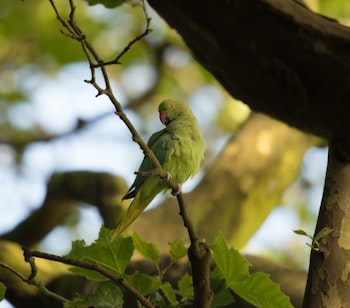 Farverig grøn ringhalset parakeet i efterårsløvet i Sefton Park, et af Liverpools overraskende naturområder med eksotisk dyreliv midt i byen