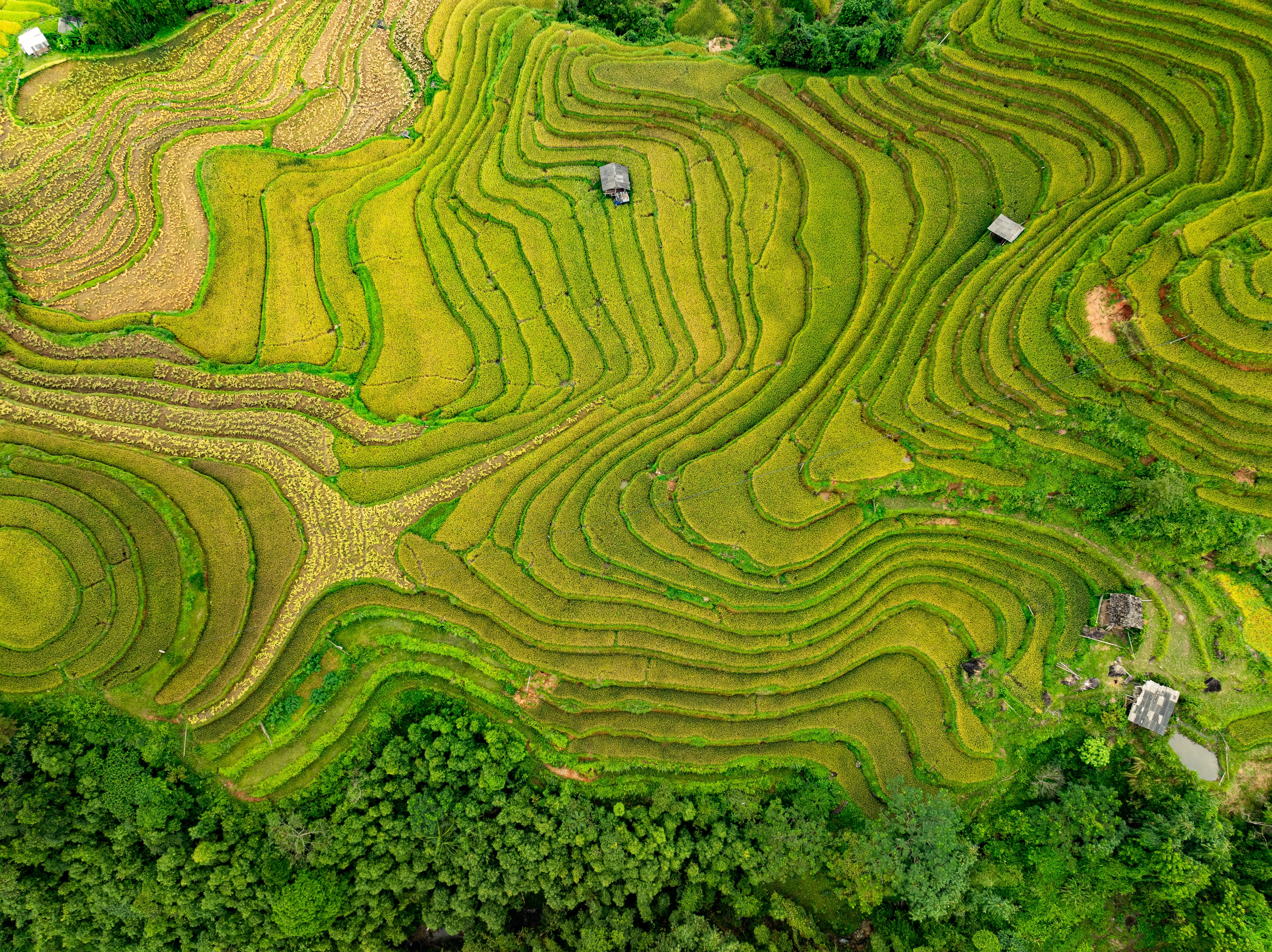 Luftfoto af smaragdgrønne risterrasser i Mu Cang Chai, det nordlige Vietnam, set fra drone