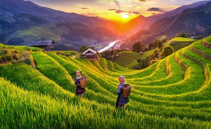 Hmong-kvinder i farverige traditionelle dragter vandrer gennem de smaragdgrønne risterrasser i Mu Cang Chai, Yen Bai, Vietnam