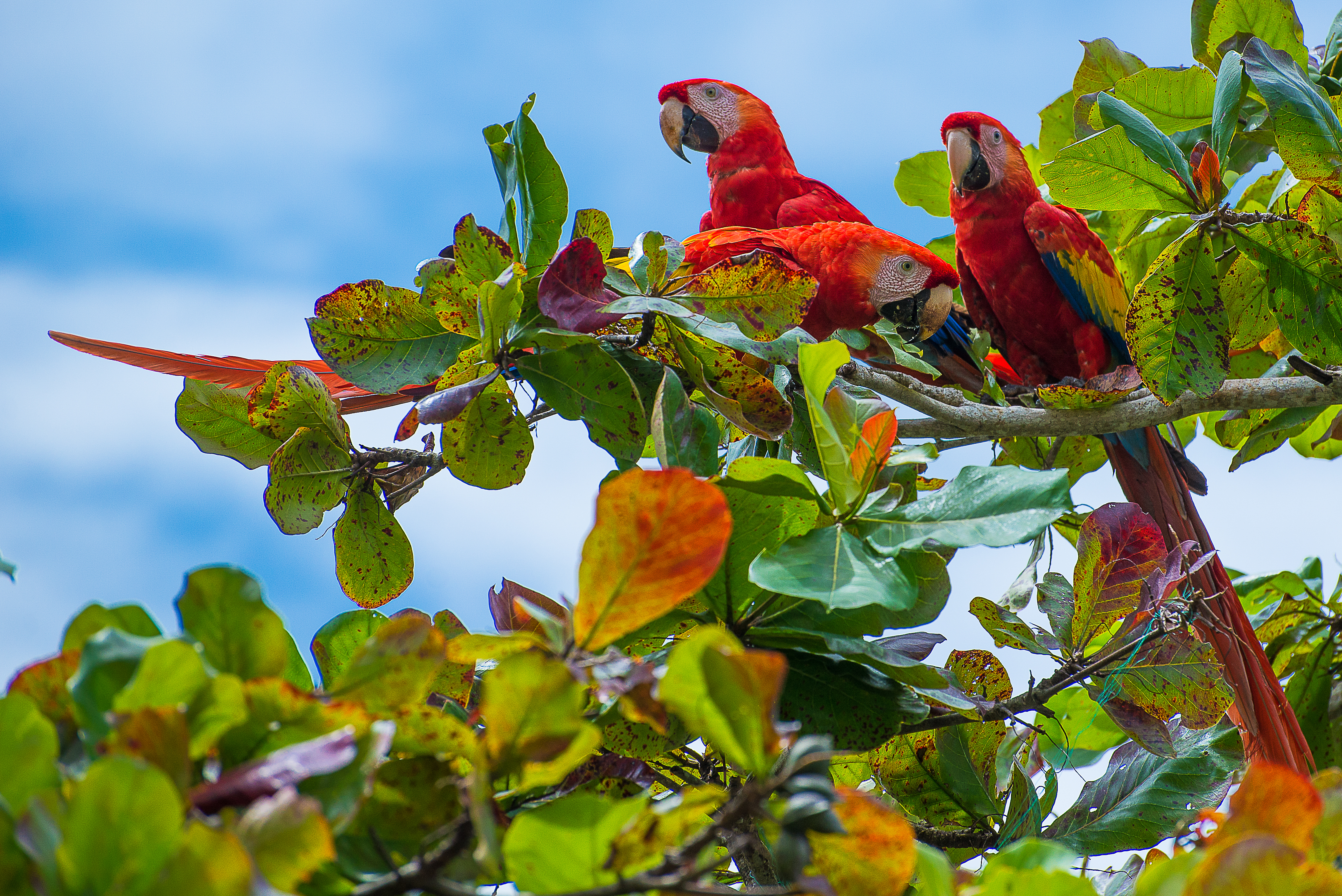To røde skarlagenspapegøjer sidder på gren i tropisk regnskov i Costa Rica