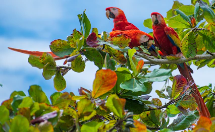 To røde skarlagenspapegøjer sidder på gren i tropisk regnskov i Costa Rica