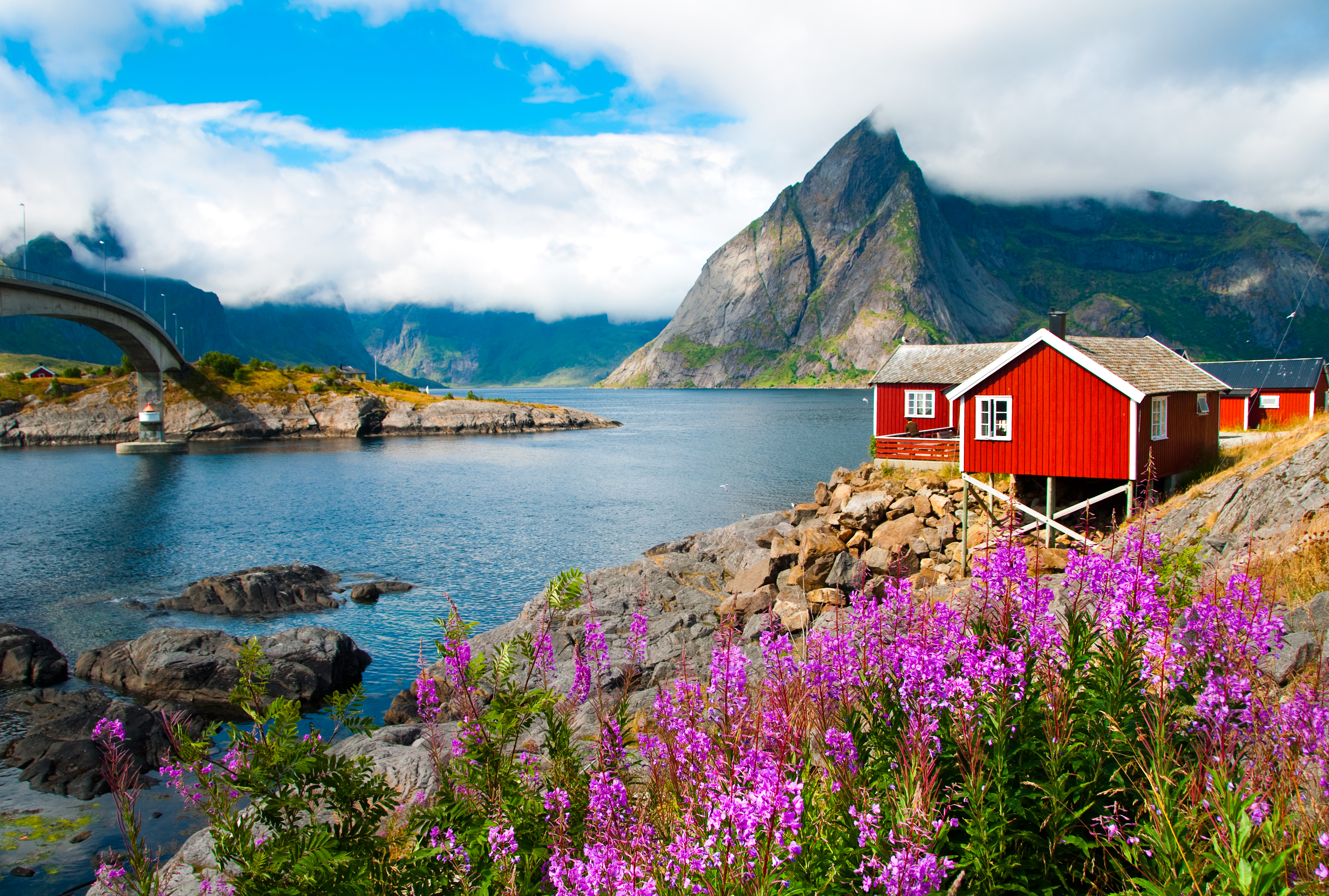 Traditionelle rode fiskerhuse ved havnen i Lofoten med lilla blomster, dramatiske bjerge og blaat fjordvand i Norge