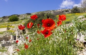 Smuk rød valmueblomst ved historiske ruiner under blå himmel i nationalpark på Cypern