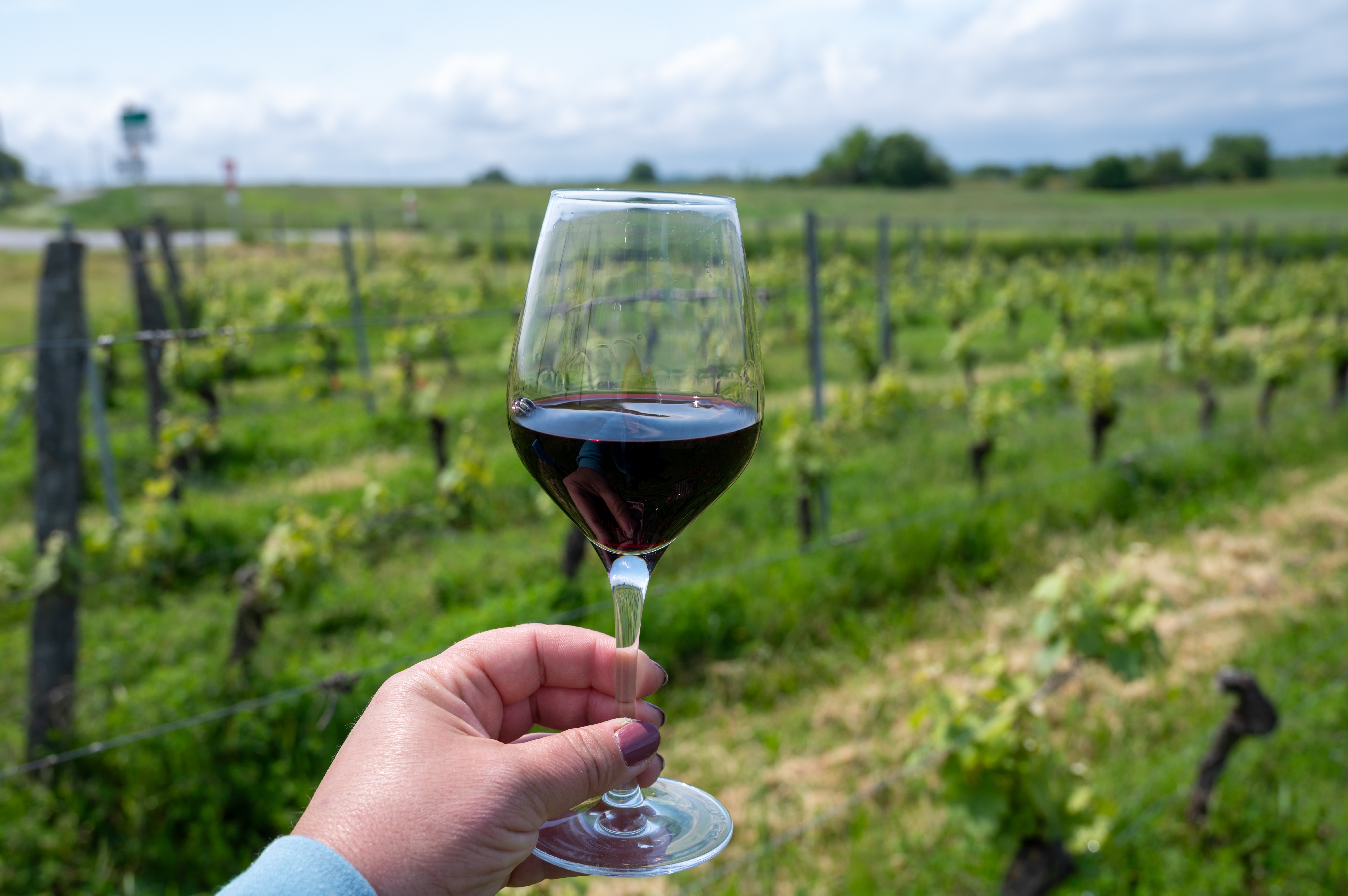 Hånd holder et glas rød Cahors vin foran en frodig grøn vingård i vinregionen Cahors i Frankrig