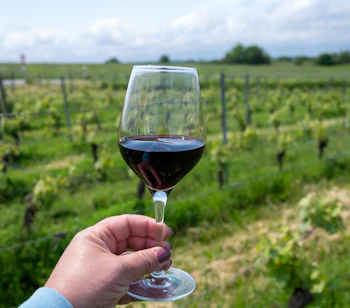 Hånd holder et glas rød Cahors vin foran en frodig grøn vingård i vinregionen Cahors i Frankrig