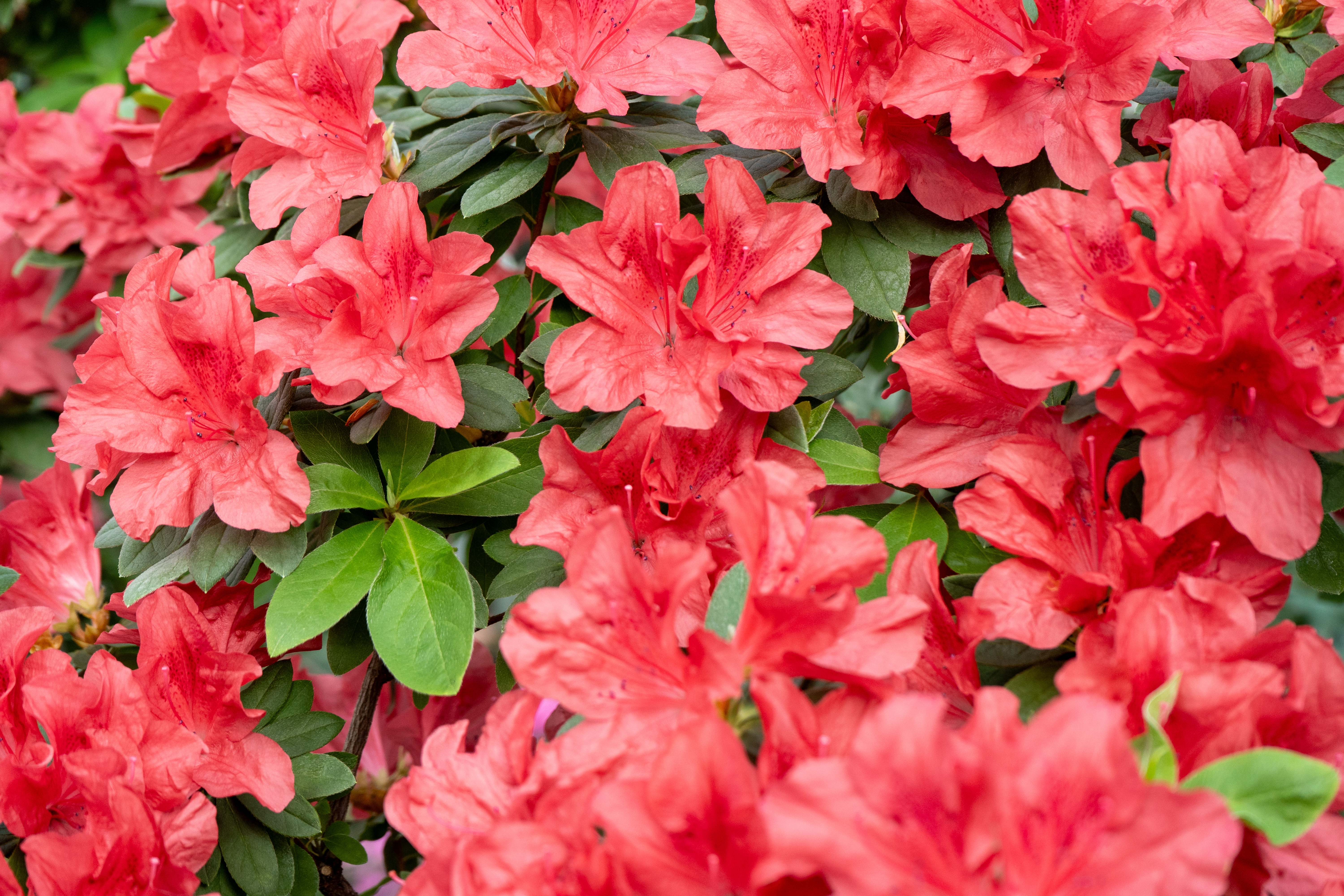Smukke røde azalea blomster i fuld blomstring på en rhododendron busk i en frodig have om foråret