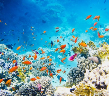 Farverigt koralrev med røde tropiske fisk der svømmer blandt gule koraller i Det Røde Hav - undervandsbillede fra snorkling oplevelse