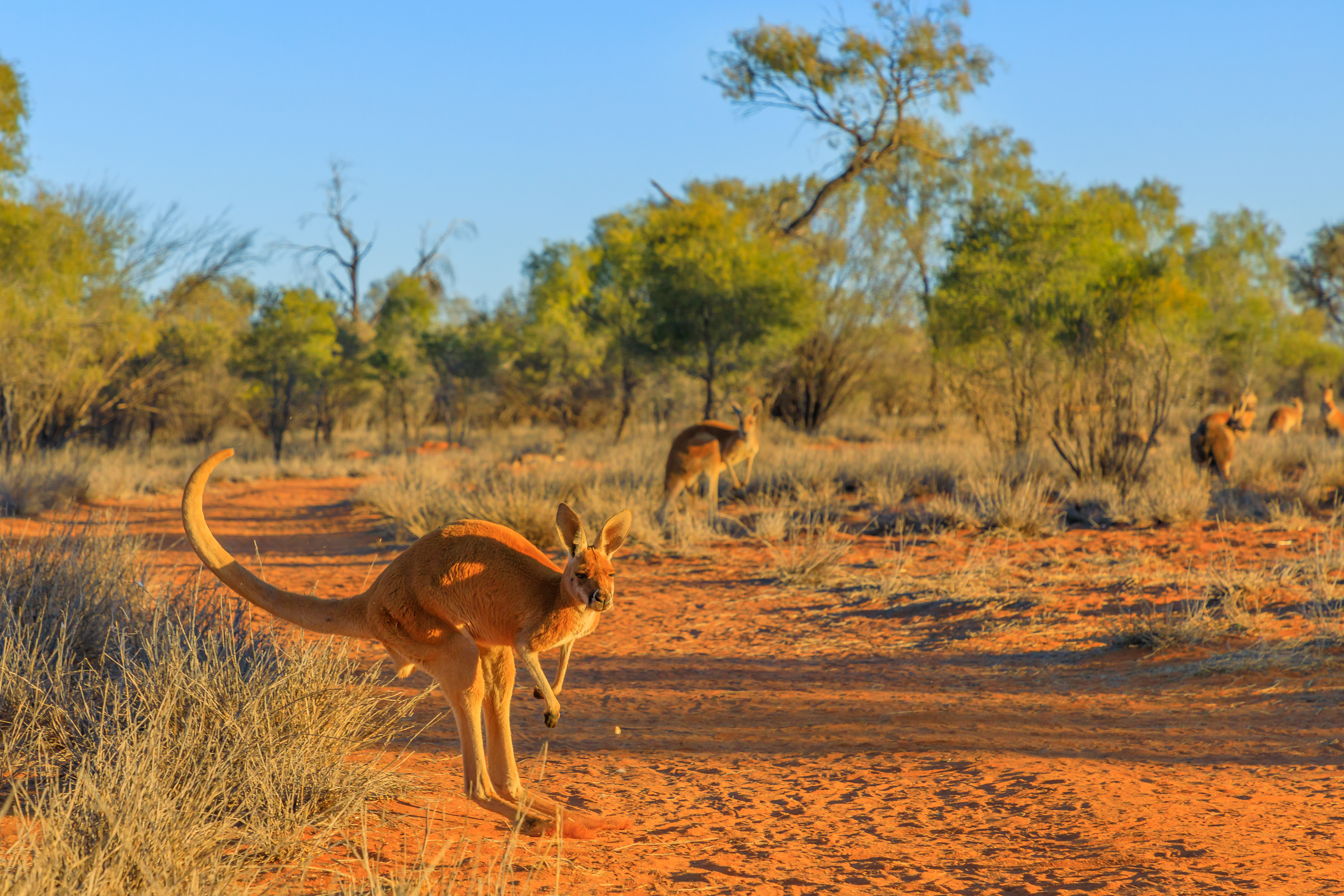 Røde kænguruer hopper gennem australsk outback landskab ved solnedgang