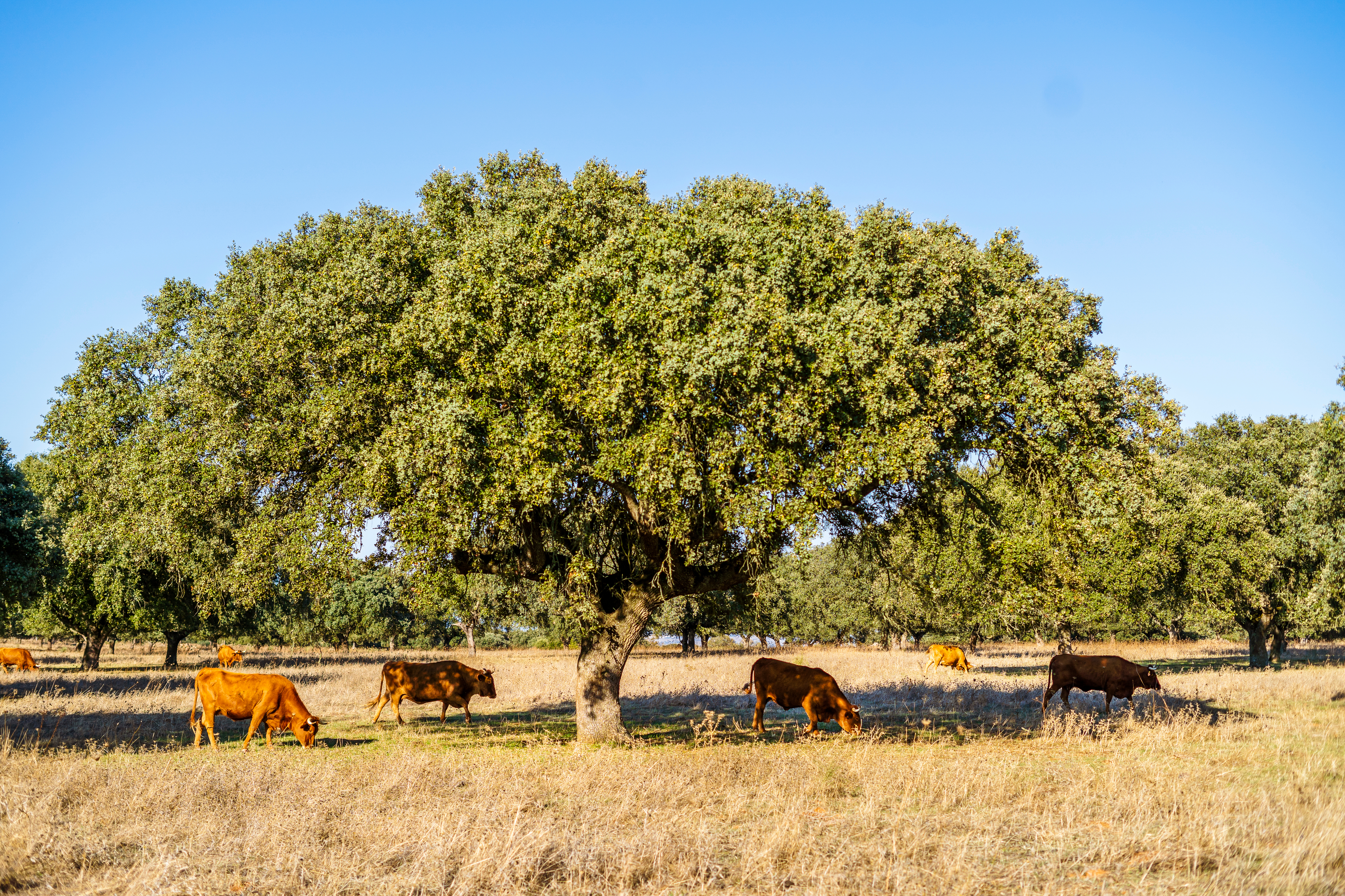 Røde køer græsser fredeligt under store korkege-træer på de gyldne enge i Alentejo, Portugal