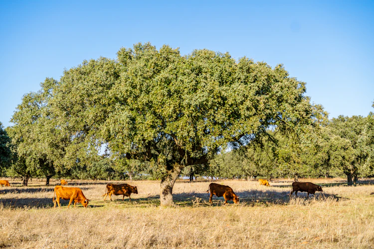 Røde køer græsser fredeligt under store korkege-træer på de gyldne enge i Alentejo, Portugal