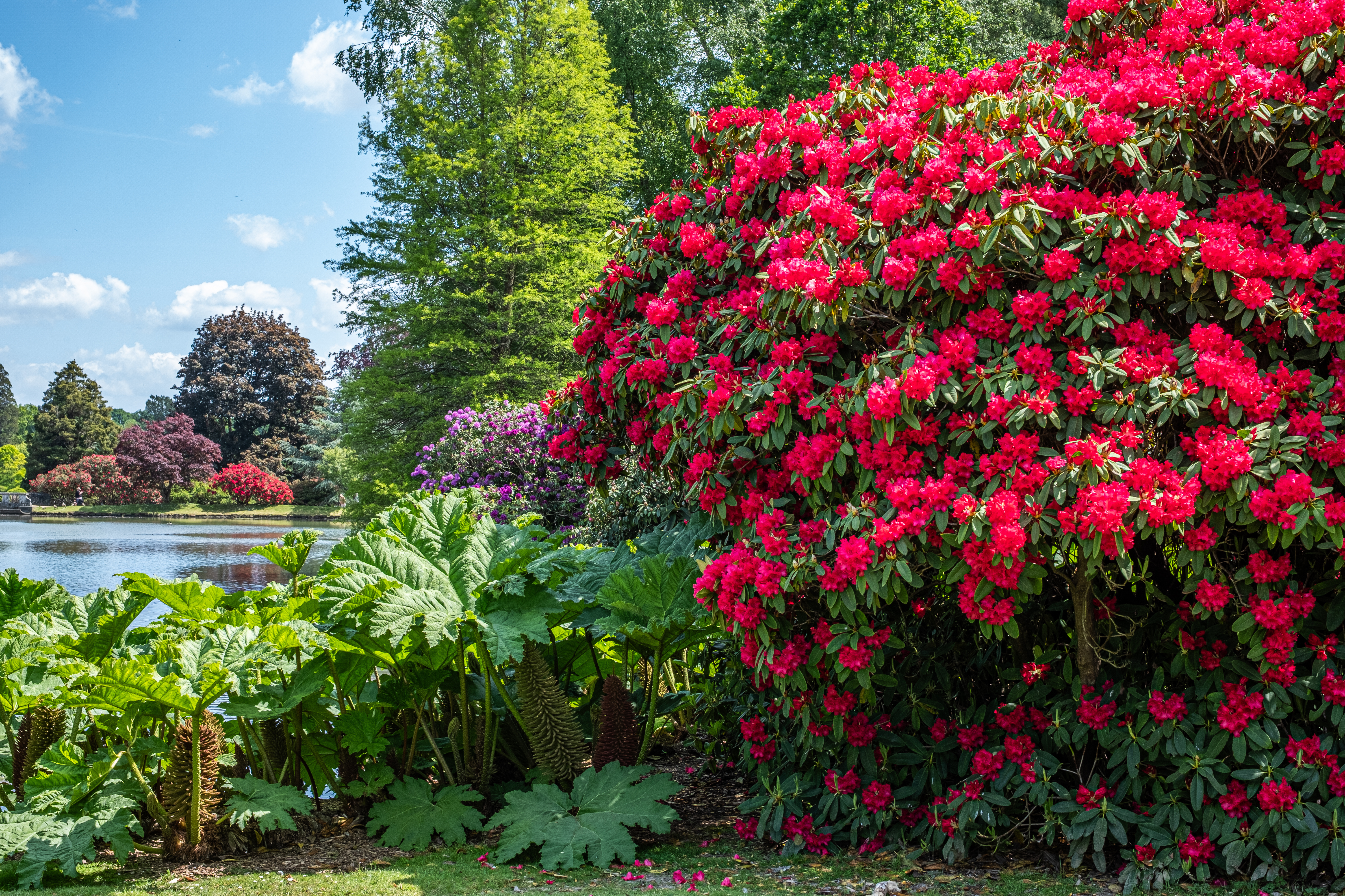Smukke røde rhododendron buske i fuld blomst ved en rolig sø i en engelsk botanisk have