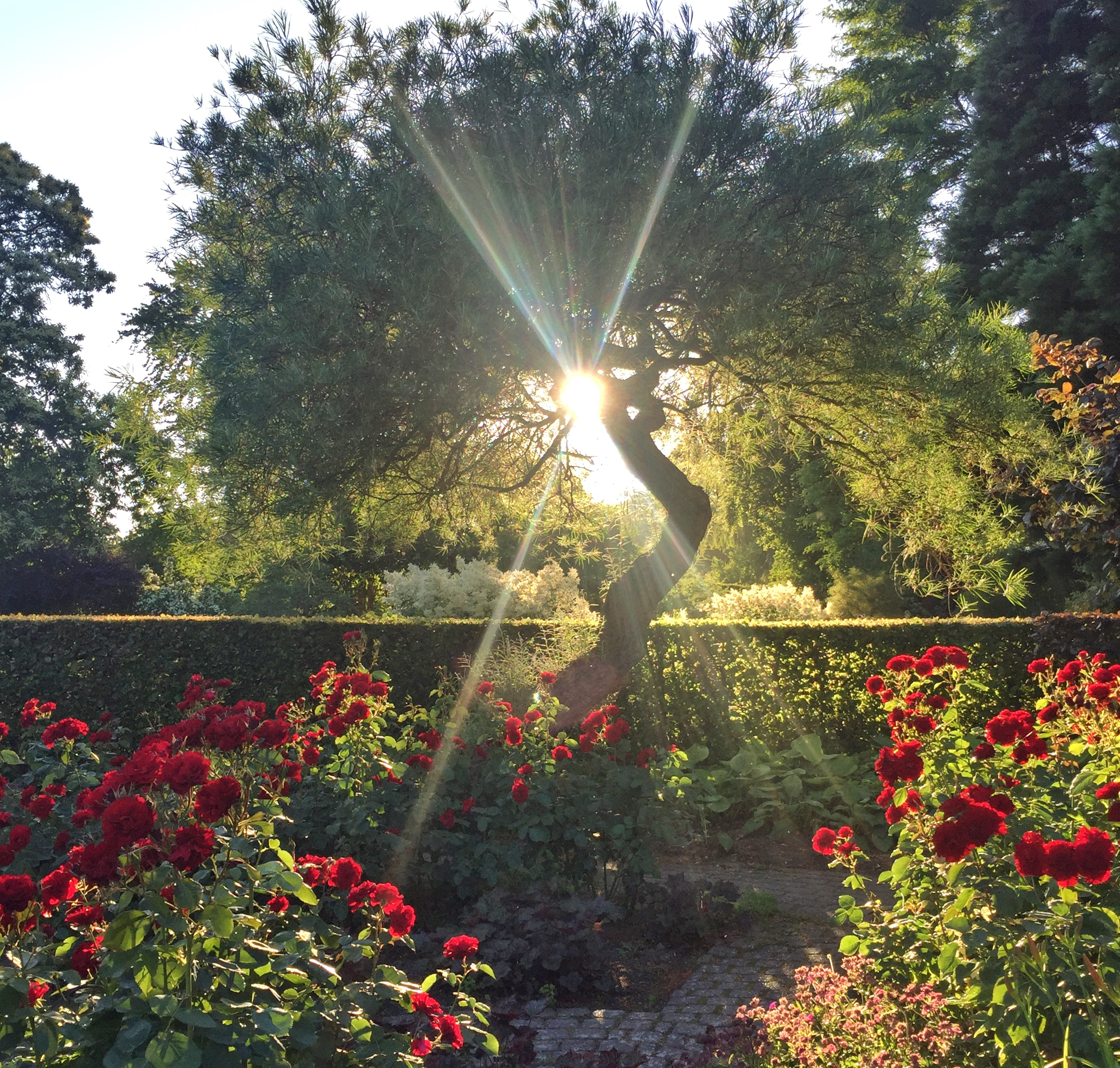 Smukke røde roser i botanisk have med gylden solnedgang mellem træerne på sommerrejse