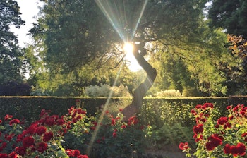 Smukke røde roser i botanisk have med gylden solnedgang mellem træerne på sommerrejse