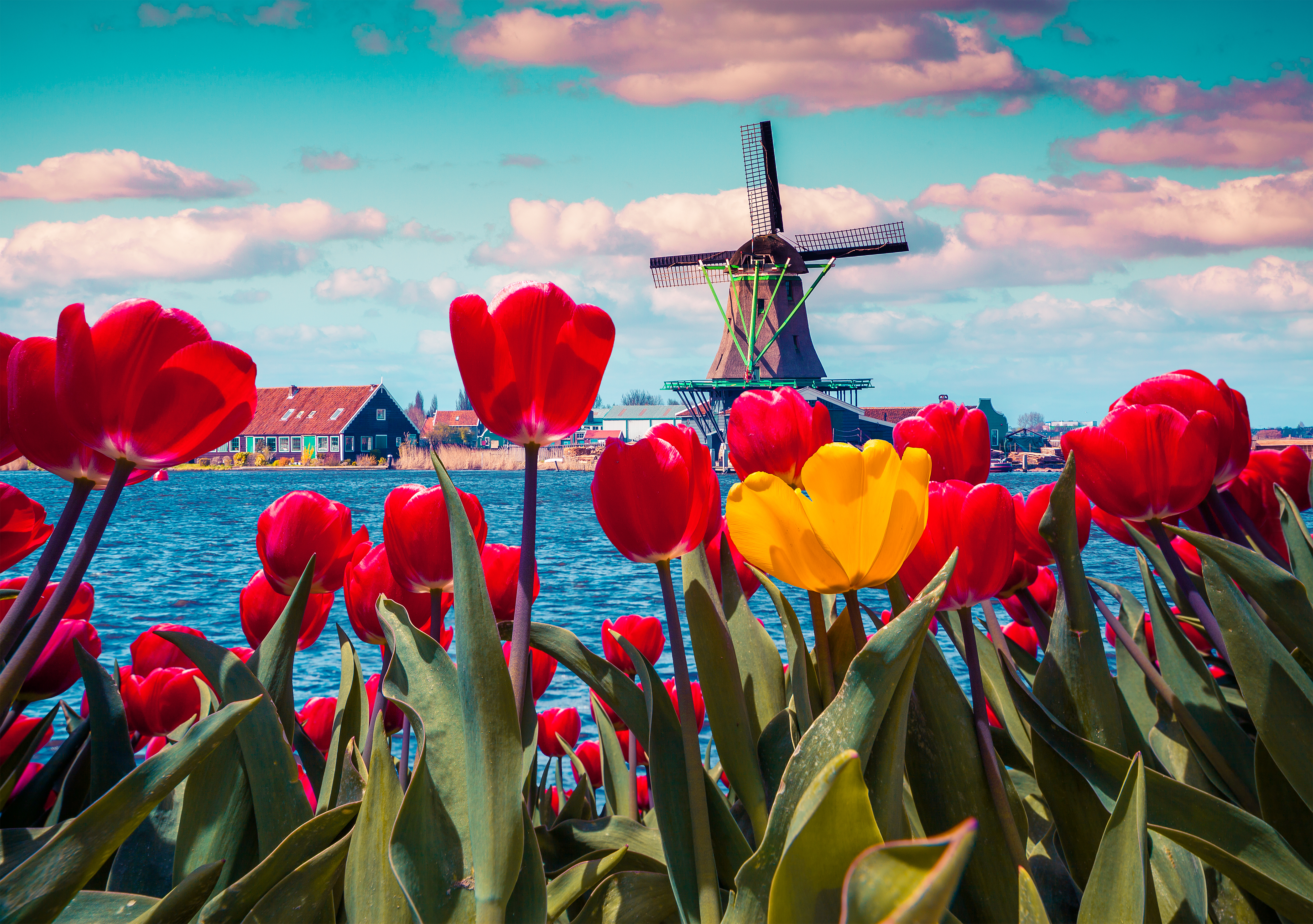 Røde tulipaner blomstrer ved traditionel hollandsk vindmølle og kanal i Nederland