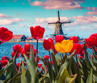 Røde tulipaner blomstrer ved traditionel hollandsk vindmølle og kanal i Nederland