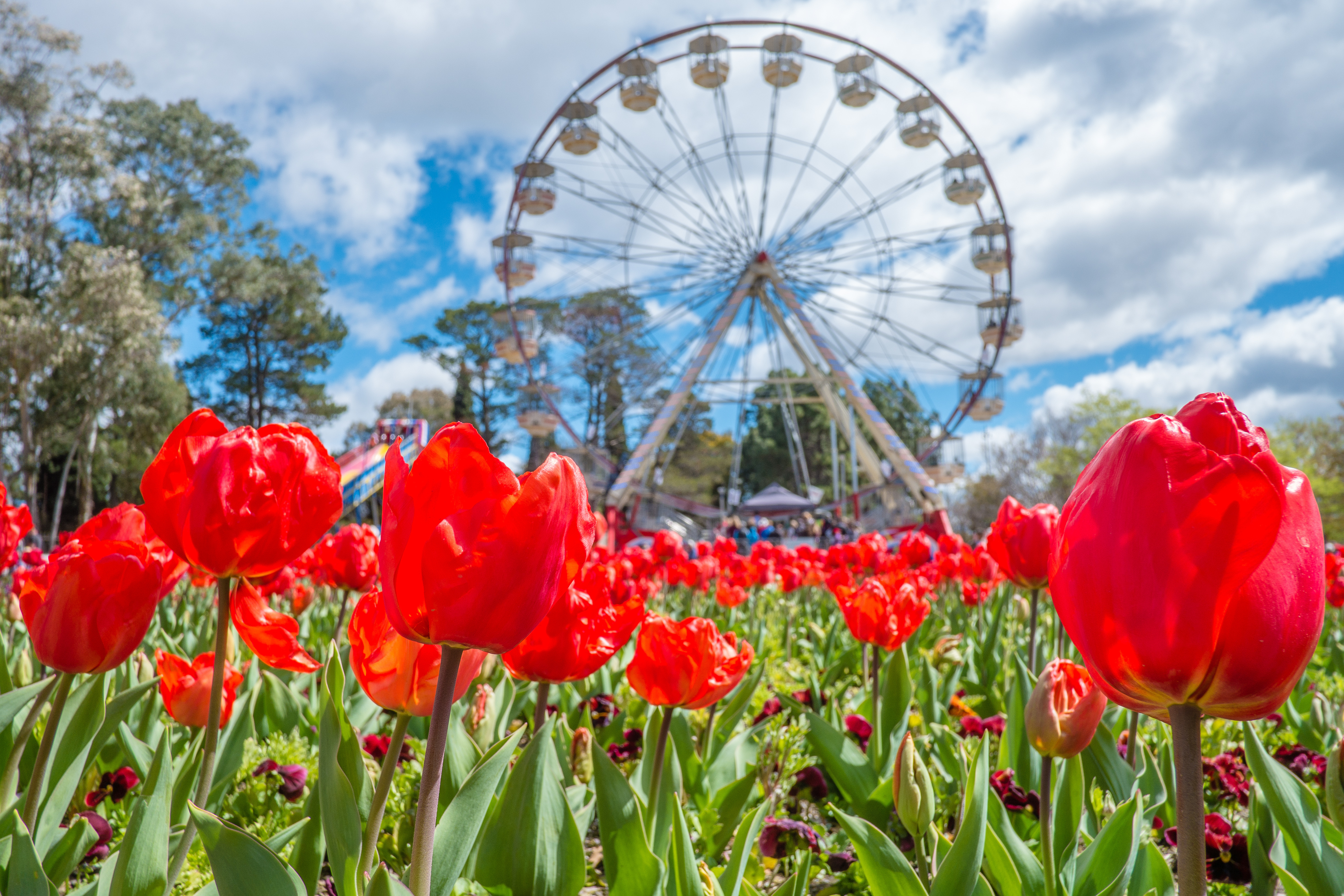 Røde tulipaner i bloom med pariserhjul i baggrunden på Floriade festival i Canberra Australien