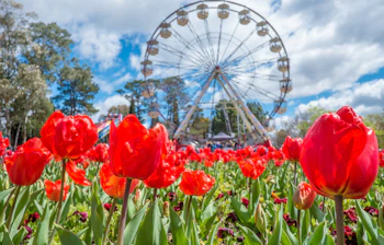 Røde tulipaner i bloom med pariserhjul i baggrunden på Floriade festival i Canberra Australien