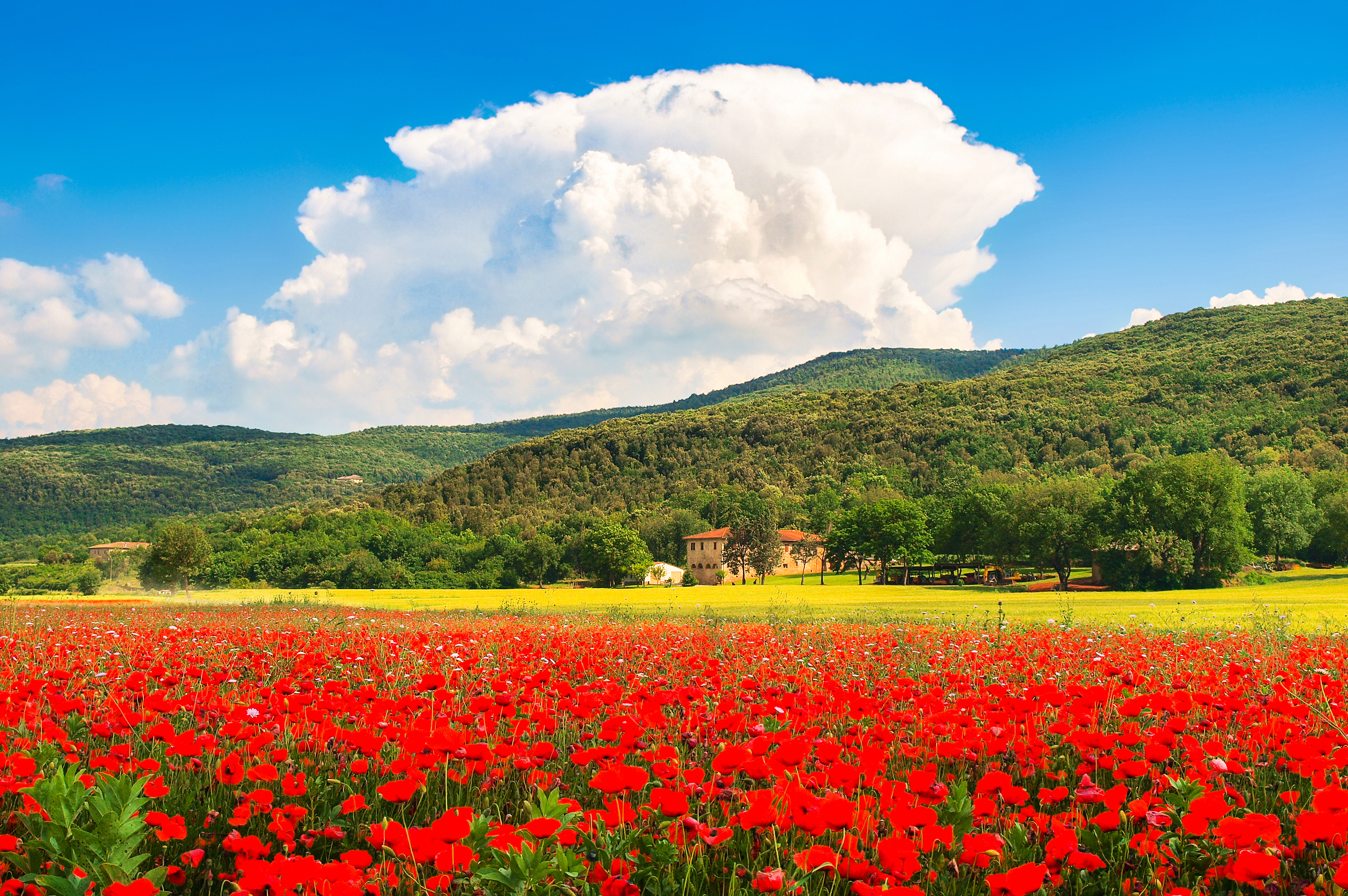 Idyllisk landskab med røde valmuer og traditionel bondegård i Monteriggioni, Toscana - perfekt udsigt på din rejse til Italien