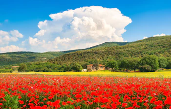 Idyllisk landskab med røde valmuer og traditionel bondegård i Monteriggioni, Toscana - perfekt udsigt på din rejse til Italien