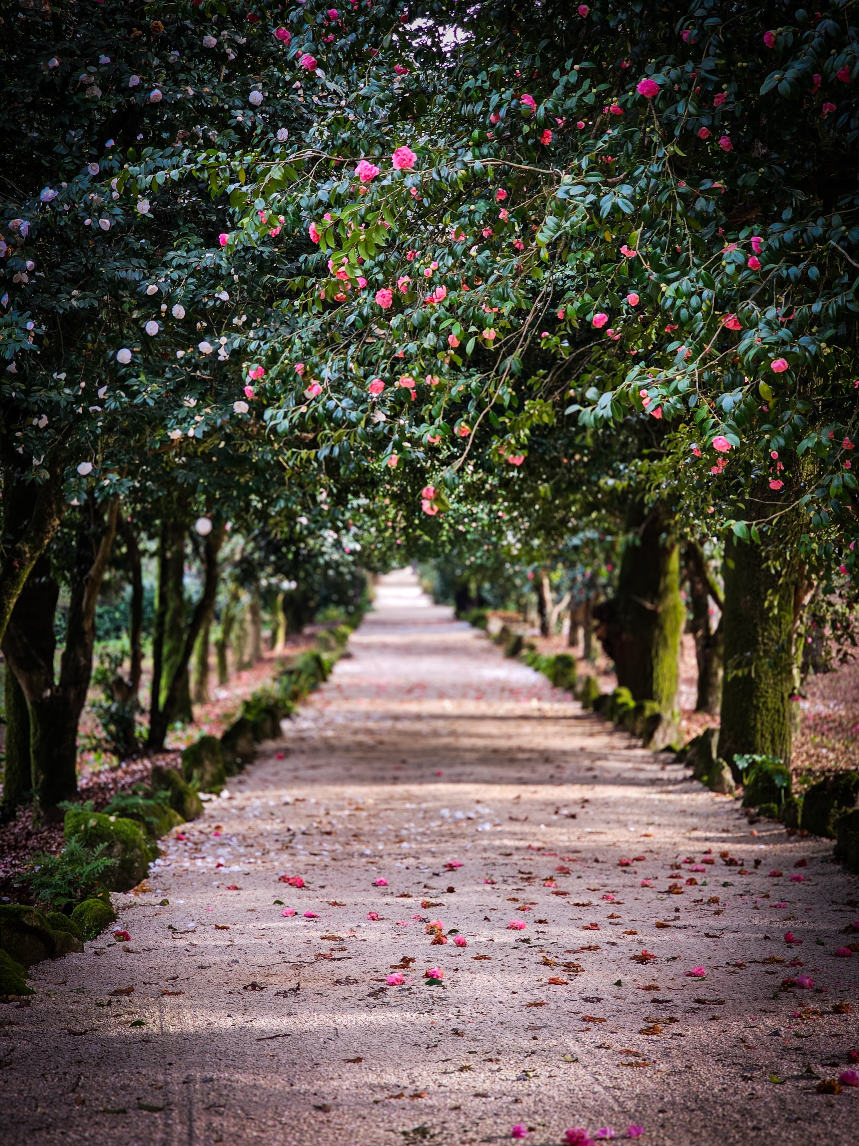 Romantisk kamellia blomstersti i portugisisk have med lyserøde blomster