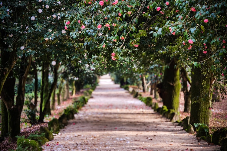 Romantisk kamellia blomstersti i portugisisk have med lyserøde blomster