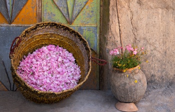 Friske rosenblade høstet ved daggry i traditionel kurv i Jebel Akhdar, Omans Grønne Bjerg, kendt for dets damaskusroser