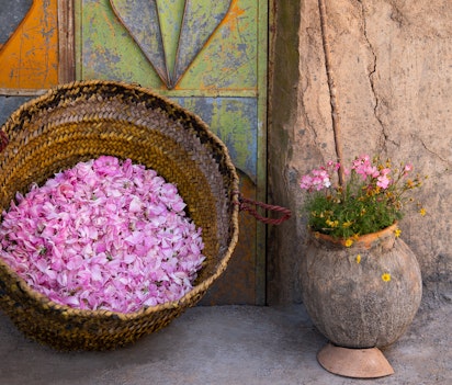 Friske rosenblade høstet ved daggry i traditionel kurv i Jebel Akhdar, Omans Grønne Bjerg, kendt for dets damaskusroser